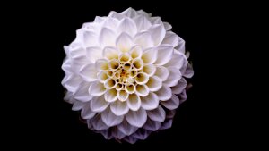 Dahlie