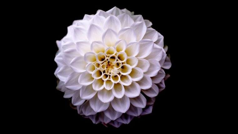 Dahlia